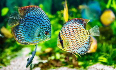 鱼缸怎么养水正确方法 鱼缸养水到什么程度就可以了