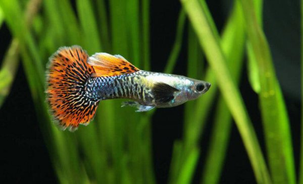 鱼缸怎么养水正确方法