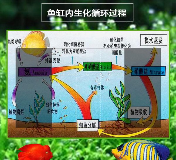 鱼缸怎么养水正确方法