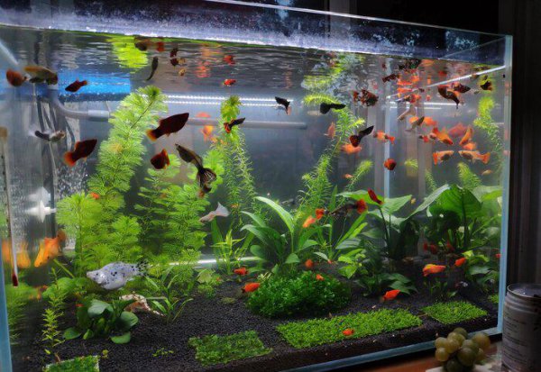 鱼缸怎么养水正确方法