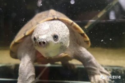 养乌龟多久换一次水 龟缸的换水频率控制在多少比较合适