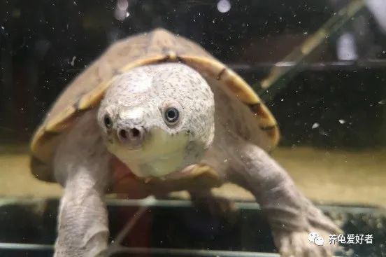 养乌龟多久换一次水