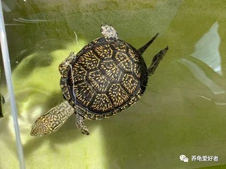 养乌龟多久换一次水
