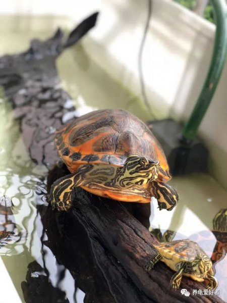养乌龟多久换一次水