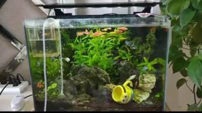 鱼缸底部铺什么好看 鱼缸底部用什么造景才会美观又实用