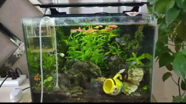 鱼缸底部铺什么好看