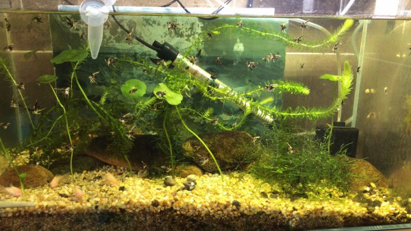 鱼缸底部铺什么好看