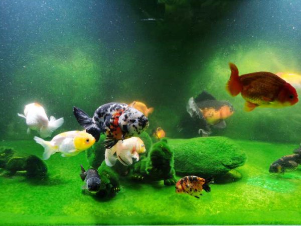 鱼缸底部铺什么好看