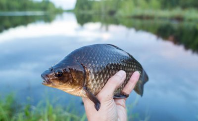 钓鲫鱼用几号线合适 传统钓鲫鱼一般选择几号线灵敏