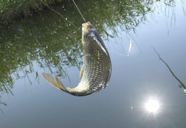 钓鲫鱼用几号线合适