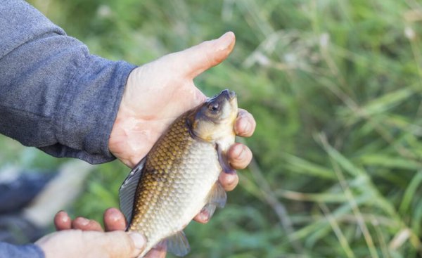 钓鲫鱼用几号线合适