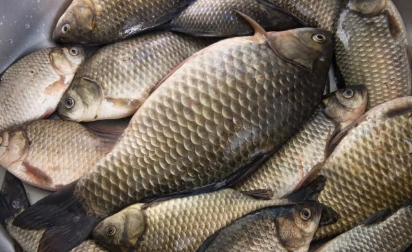 钓鲫鱼用几号线合适