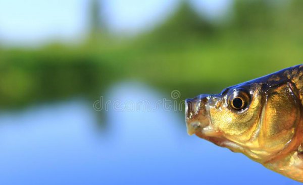 钓鲫鱼用几号线合适