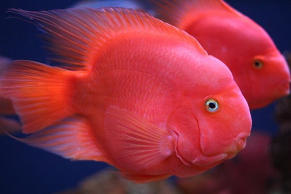 财神鱼和鹦鹉鱼的区别