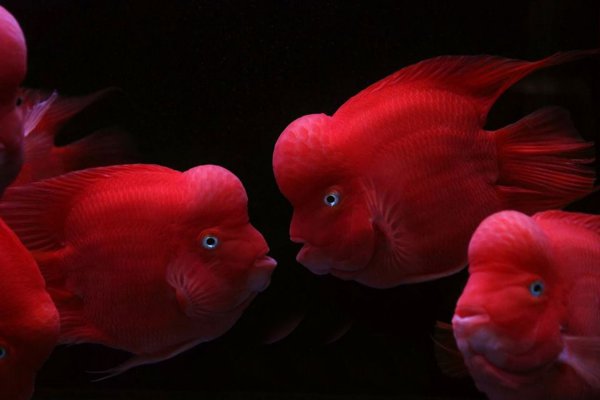 财神鱼和鹦鹉鱼的区别