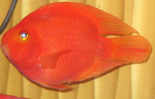 财神鱼和鹦鹉鱼的区别