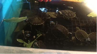 草龟要养多久才认主人