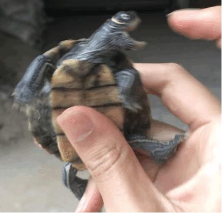 草龟要养多久才认主人