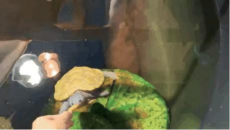 草龟要养多久才认主人