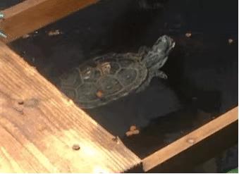 草龟要养多久才认主人