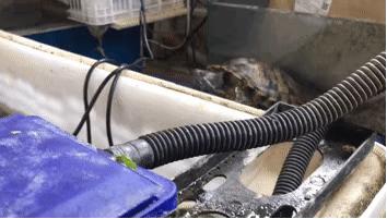 草龟要养多久才认主人