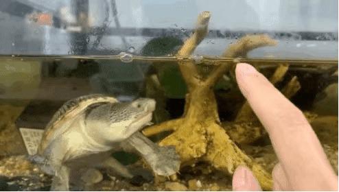 草龟要养多久才认主人