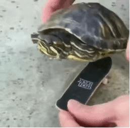 草龟要养多久才认主人