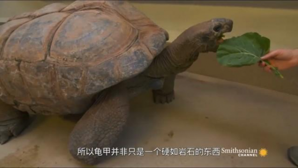 草龟要养多久才认主人