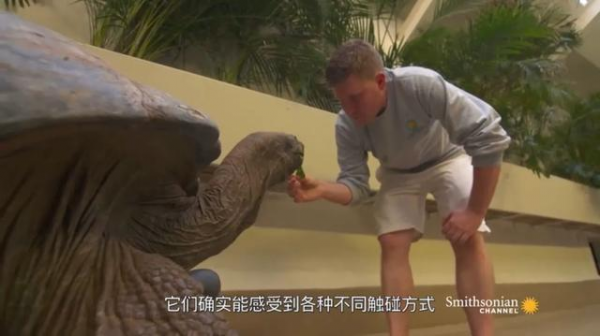 草龟要养多久才认主人