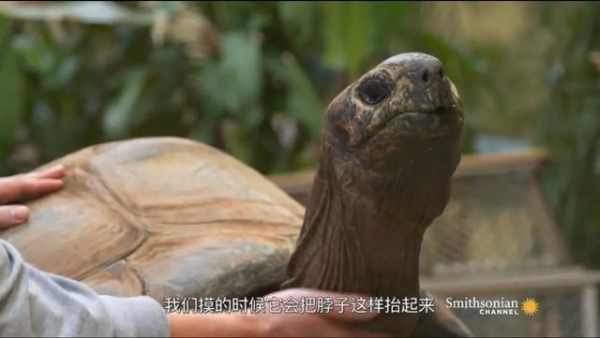 草龟要养多久才认主人