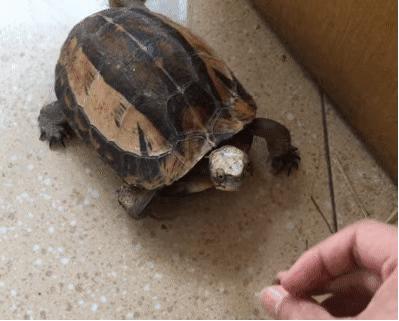 草龟要养多久才认主人