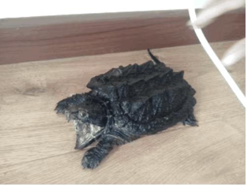 草龟要养多久才认主人