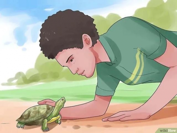 草龟要养多久才认主人