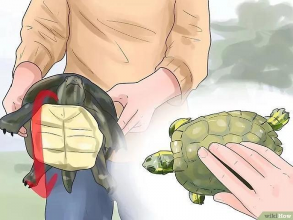 草龟要养多久才认主人