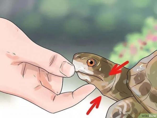 草龟要养多久才认主人