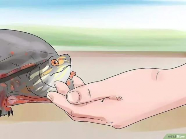 草龟要养多久才认主人