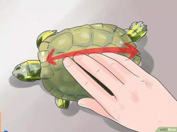 草龟要养多久才认主人