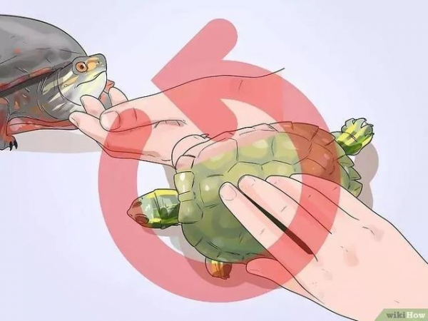 草龟要养多久才认主人