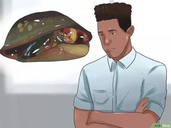 草龟要养多久才认主人