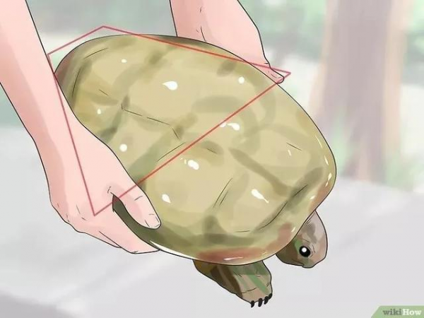 草龟要养多久才认主人