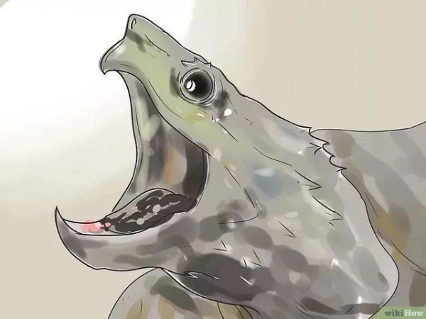 草龟要养多久才认主人