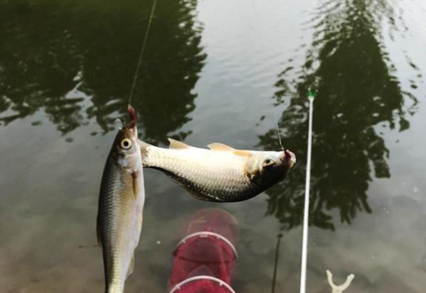 钓鲫鱼什么饵料最好用