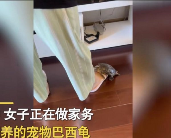 乌龟盯着主人看表示什么