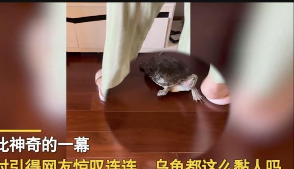 乌龟盯着主人看表示什么