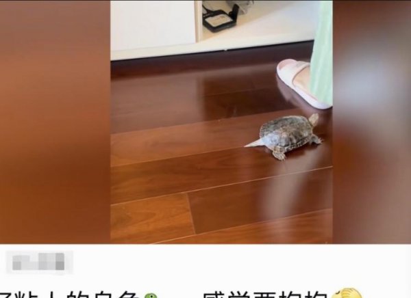 乌龟盯着主人看表示什么