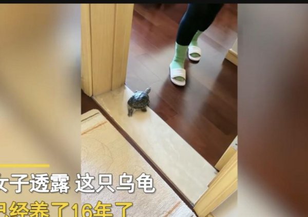 乌龟盯着主人看表示什么