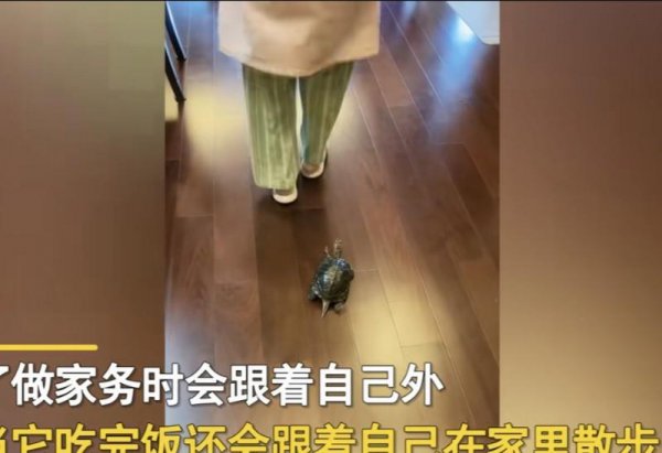 乌龟盯着主人看表示什么