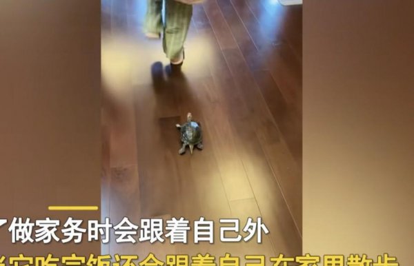 乌龟盯着主人看表示什么