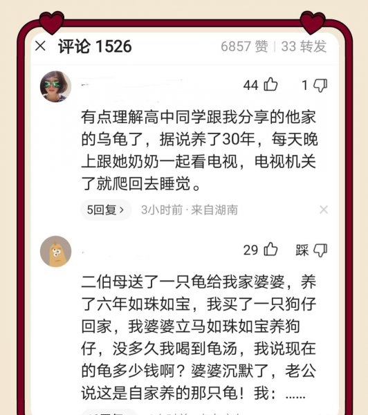 乌龟盯着主人看表示什么