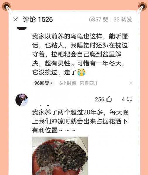 乌龟盯着主人看表示什么